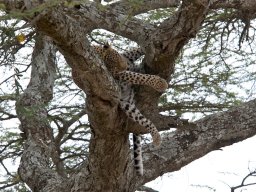 Western_Corridor2009-103